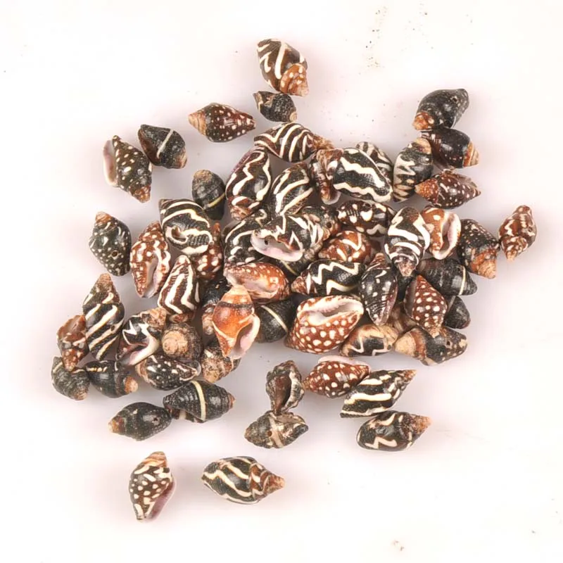 Ракушка спиральная с одним отверстием 12-18 мм 20 шт. | Дом и сад