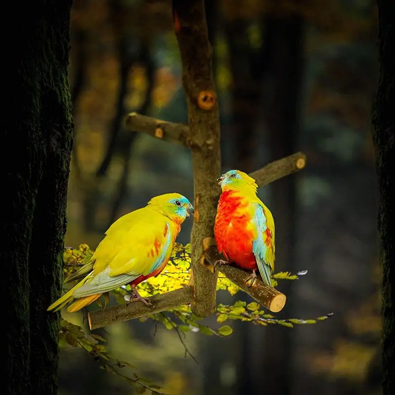 1PC Natural Wooden Parrot Toy Bird Color Beads Supplies Habitat Stand Hanging String Pet Cage | Дом и сад