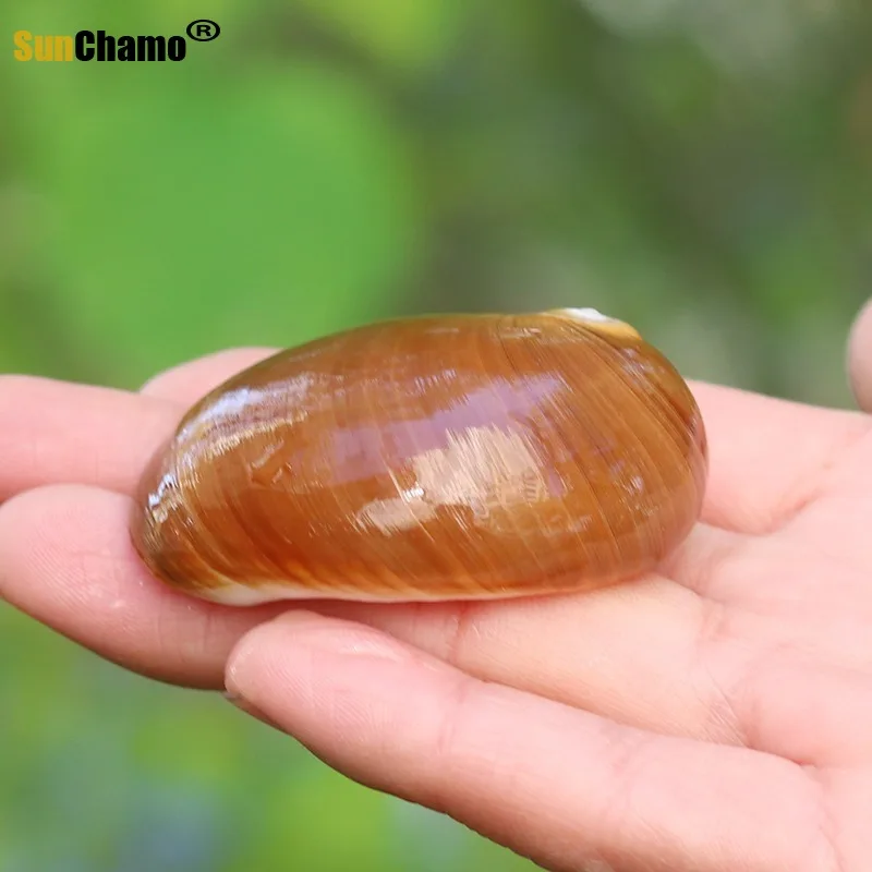 

Модный натуральный раковина декоративный отшельник Краб аквариум пейзаж орнамент Средиземноморский креативный подарок пляжный Декор