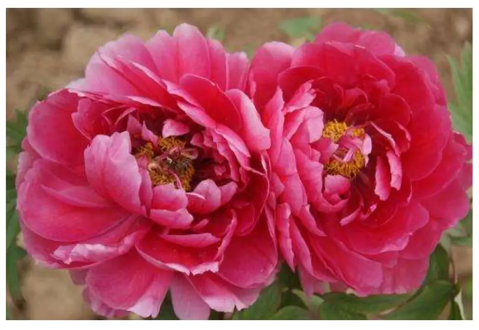 Картина из страз сделай сам вышивка с изображением растений пионов цветов