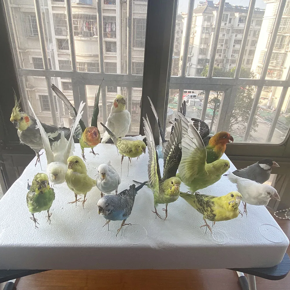 2 шт. таксидермия начинкой Евразийский Melopsittacus напалеон/волнистый Попугайчик