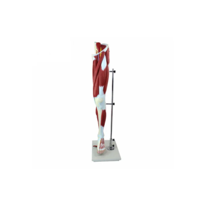 

BIX-A1102 Medical School Teaching Lower Limb Muscle Anatomy Model