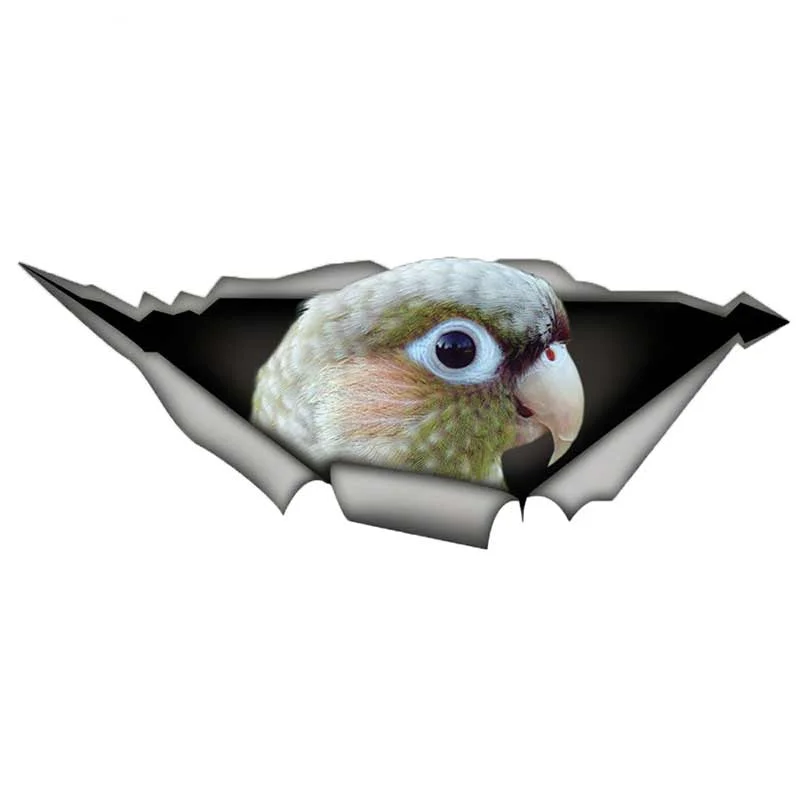 

Colorful Sticker Green-cheek Cinnamon Conure Car Torn Metal Decal Reflective Window Bumper Decoration KK13*5cm