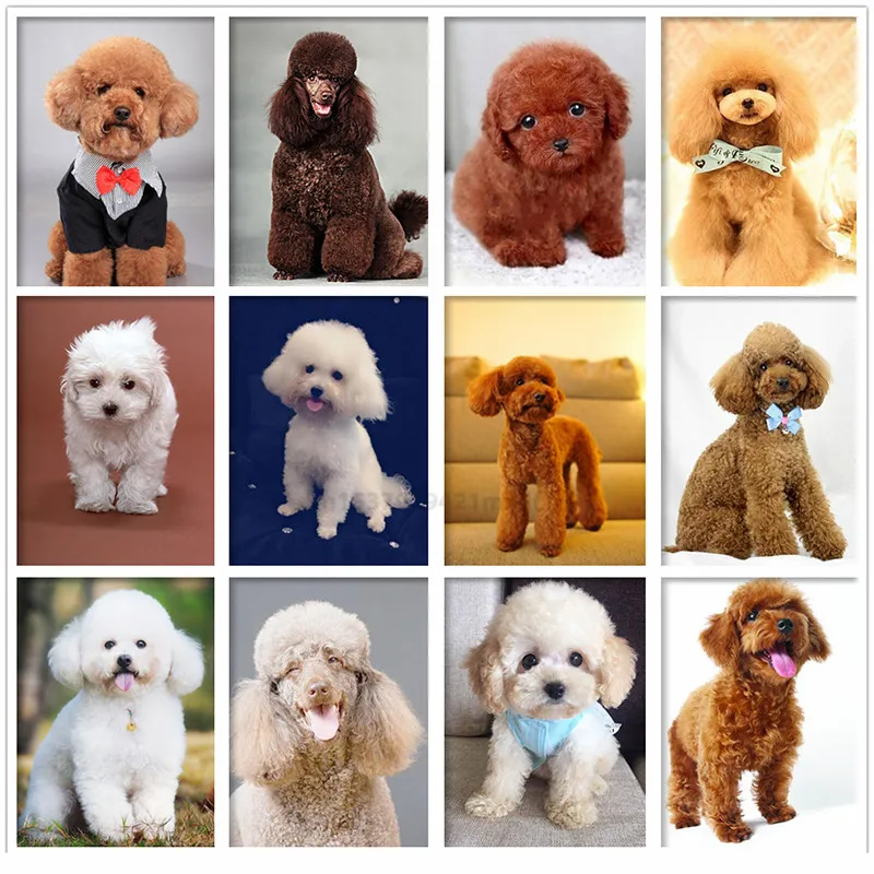 

Алмазная живопись 5D «собачий Пудель» с квадратными стразами