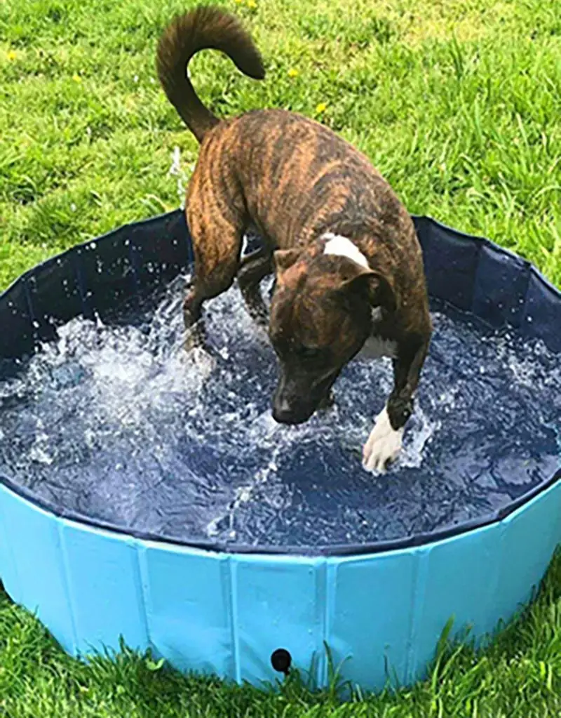 

Dog Pool Foldable Pet Bathtub Swimming Tub Dogs swimming pool Pet Bath ассейн Лежанка Для Собак Bathing Pool For Dogs Cats Kids