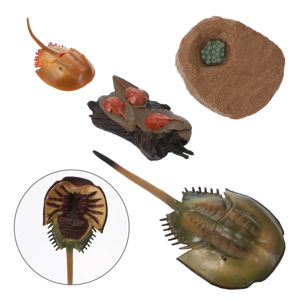 

1 Set of Lifelike Horseshoe Crab Growth Cycle Simulation Insect Model