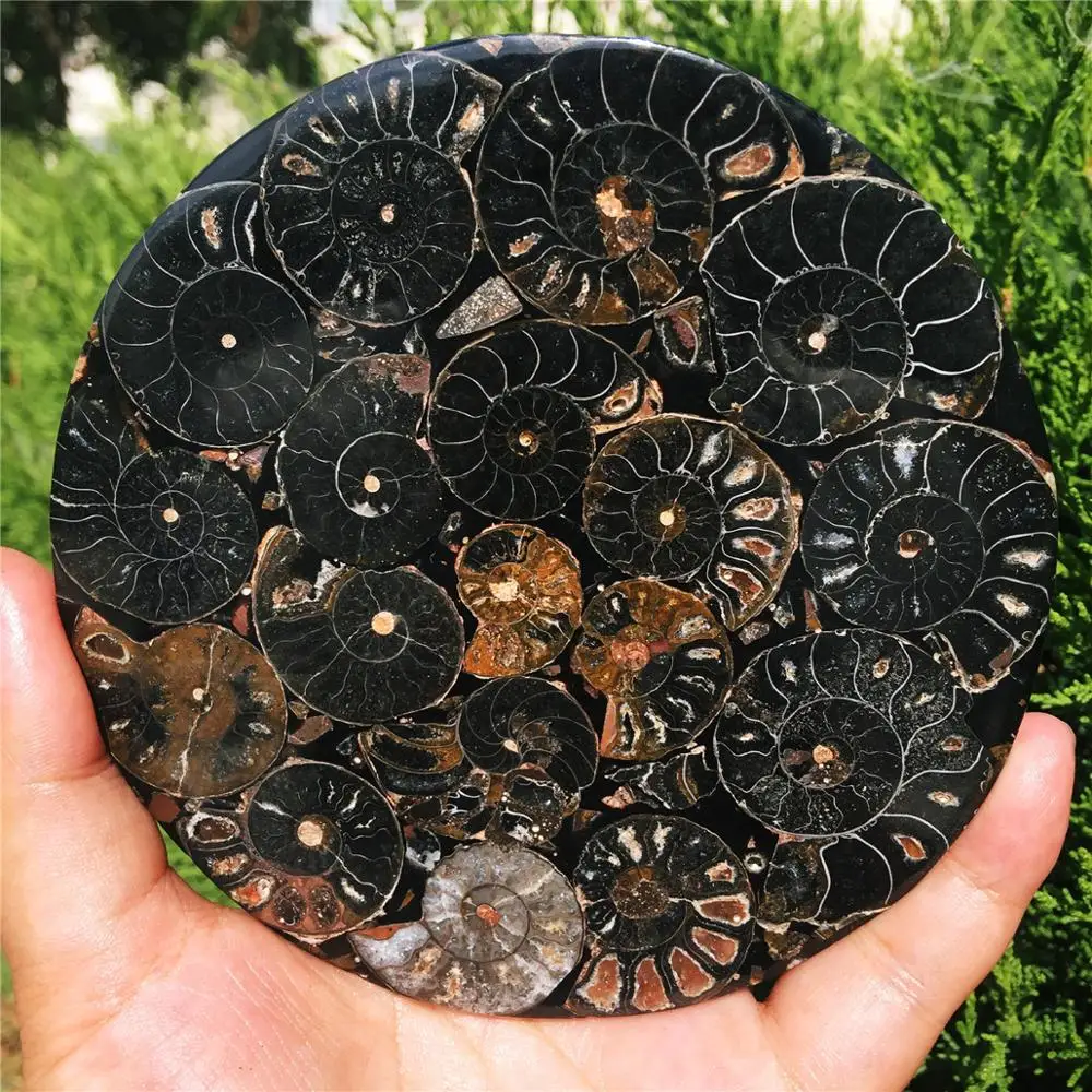 1 шт. Редкие натуральные черные улитки ракушки ископаемые диски Юрского периода