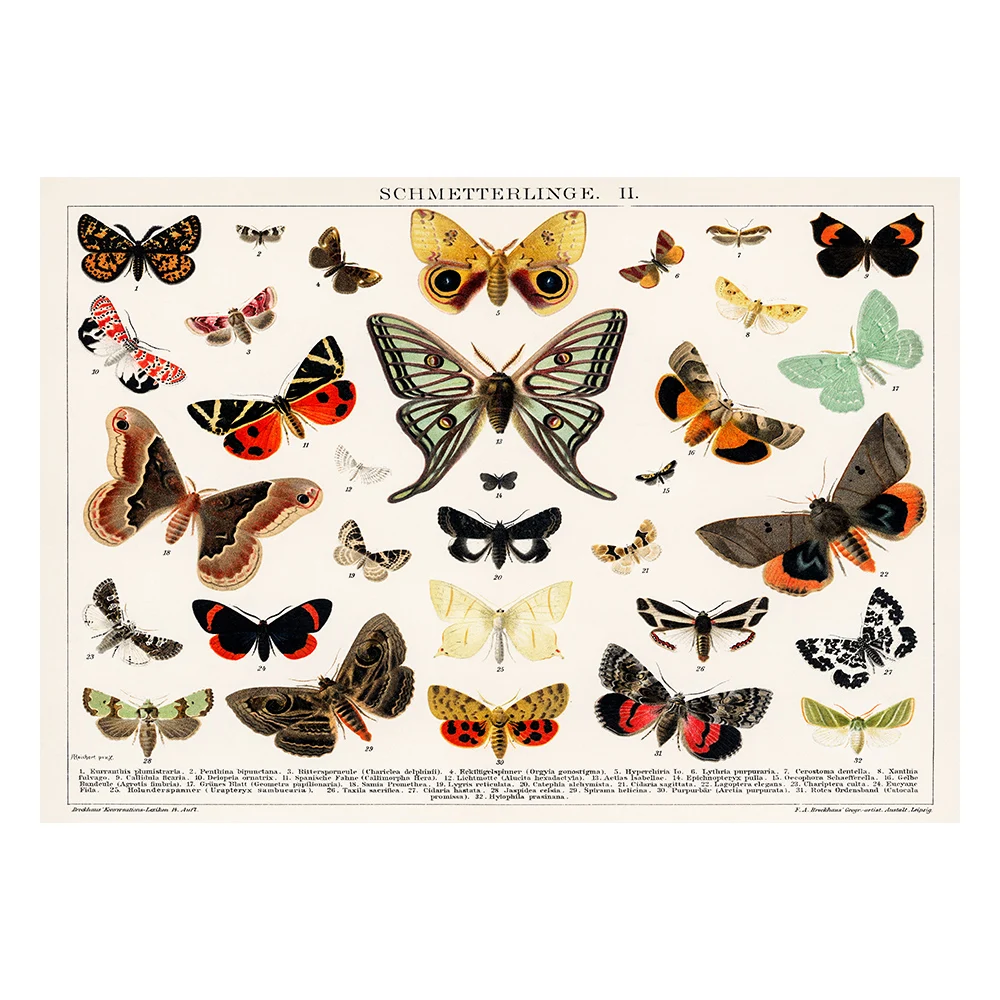 ВИНТАЖНЫЙ ПЛАКАТ с рисунком античной бабочки и моли литограф холст живопись