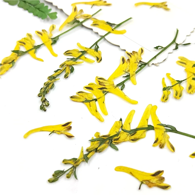 

100pcs Pressed Dried Corydalis pallida Flower With Stem For Epoxy Resin Jewelry Making Bookmark Phone Case Makeup Nail Art DIY