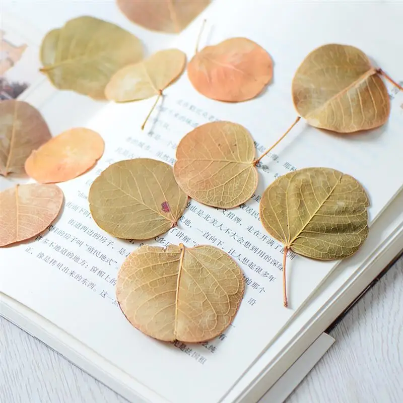 

24Pcs Dried Leaf Multipurpose Linden Pressed Leaf Decorative Leaf For DIY Crafts Handmade Material Accessories Home Decor