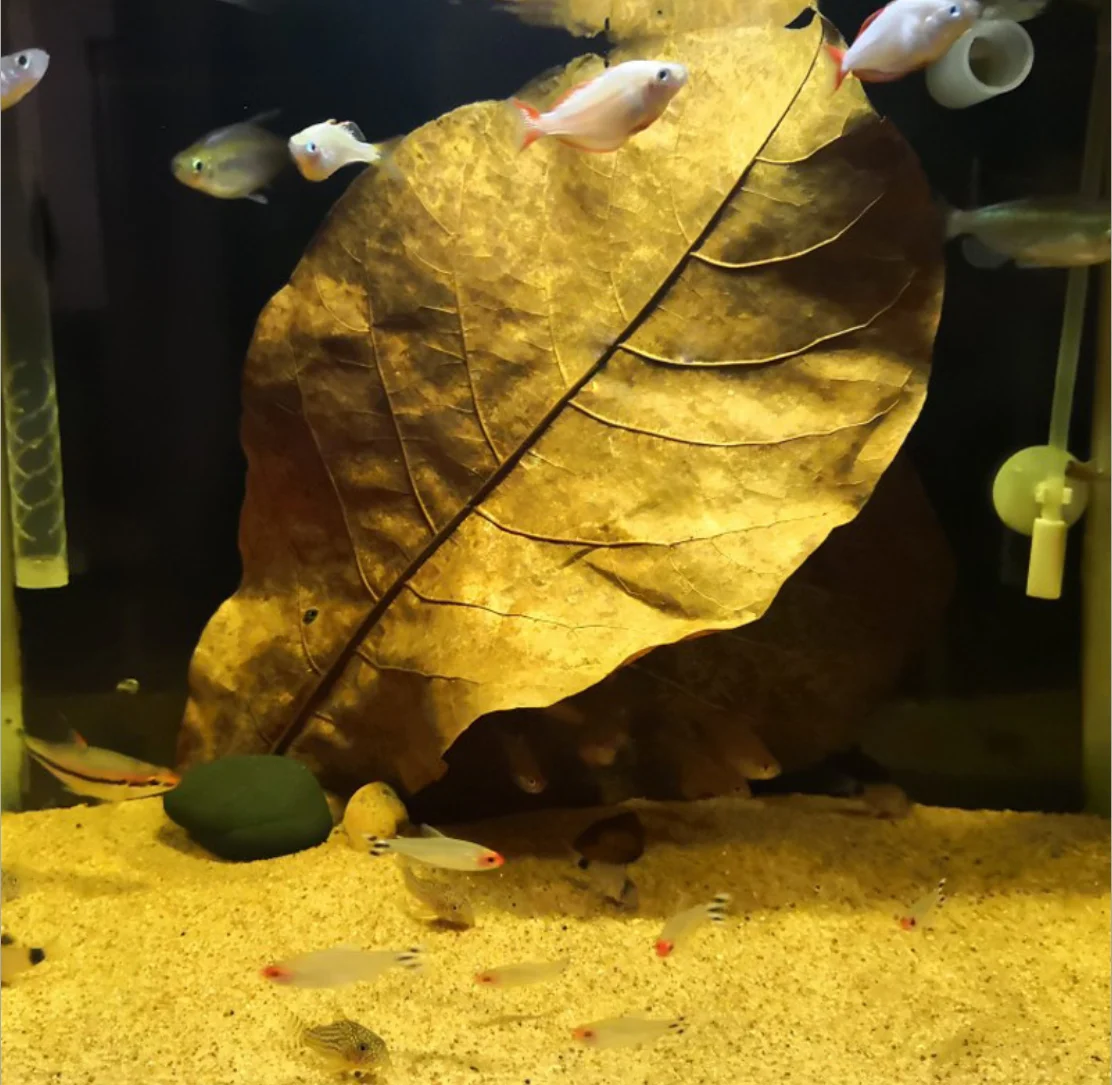 20 шт. натуральные листья Terminalia Catappa индийский остров миндаль Бетта для очистки