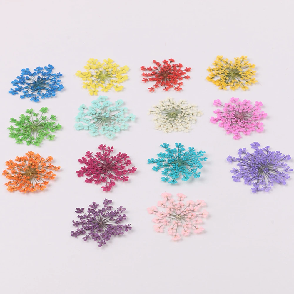 

12/120Pcs Pressed Dried Ammi Majus Flower Dry Plants Necklace Jewelry Making Craft DIY Accessories Artificial Flower Decorations