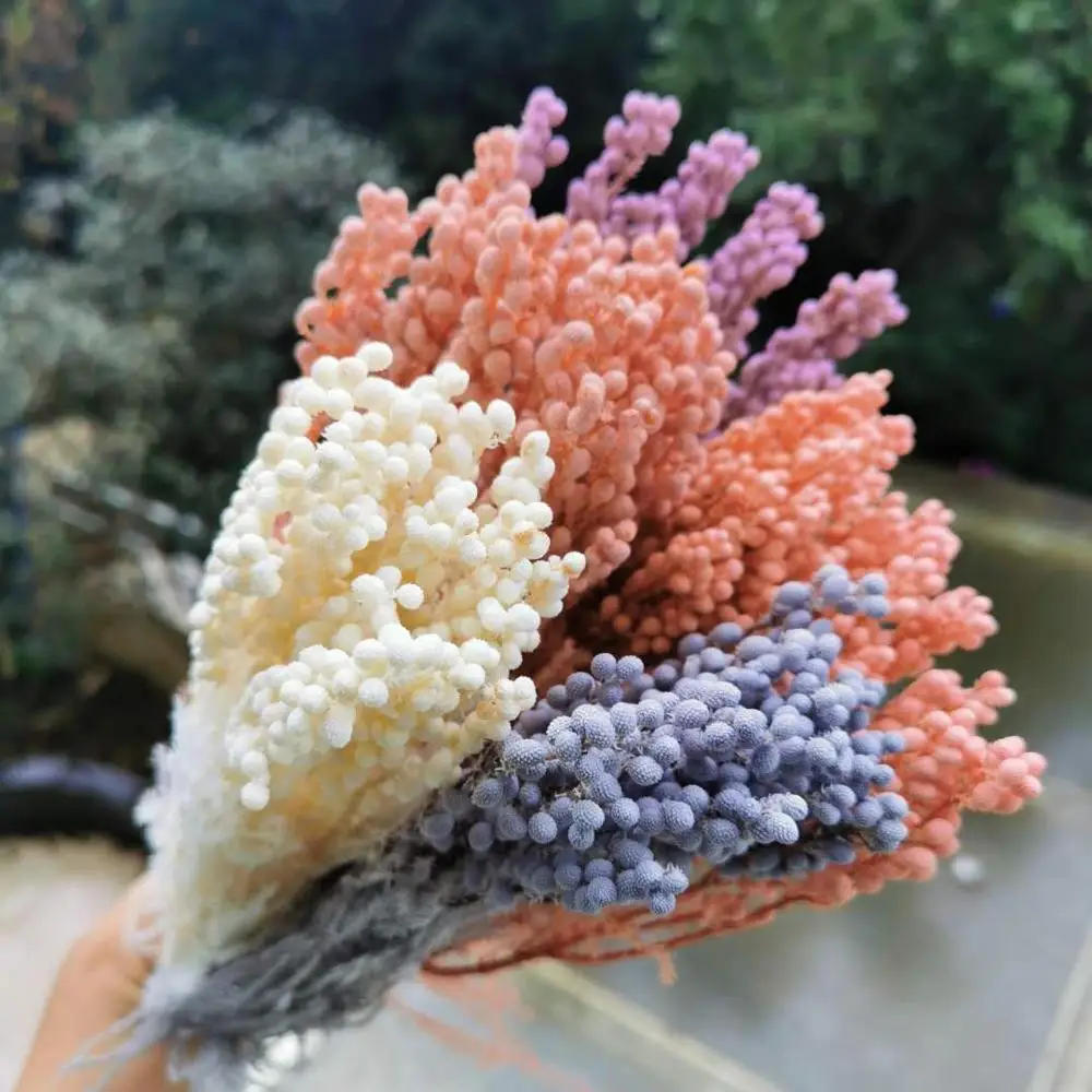 80 г/лот натуральный свежий консервированный коралловый фруктовый цветок