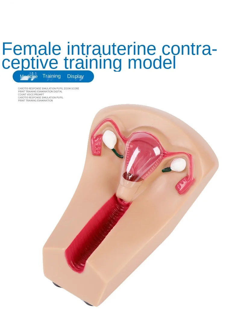 

Female intrauterine contraceptive device and training model Maternal and child model Family planning teaching model Medicine