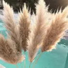 68 шт. естественная сухость-свадебный букет-любимый свадебный цвет в естественных сушеных пампах Трава Декор Свадебный цветок