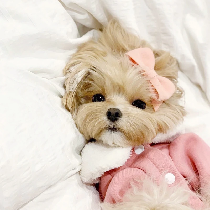 

Beautiful Dog Coat Autumn and Winter New Pet Cotton Coat Bichon Teddy Warm Open Sweater Soft Dog Home Clothes Pet Products