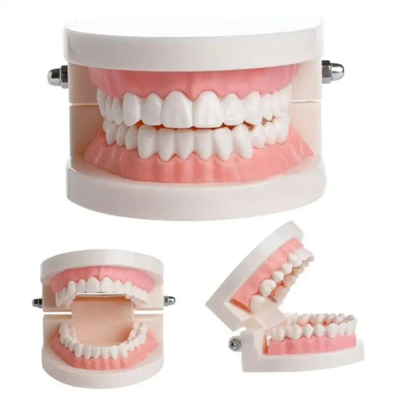 FREE SHIPPING Dental Tools 1 pcs Teeth Model Standard Dental Teaching Study Typodont Demonstration Tool For Dentistry Equipment