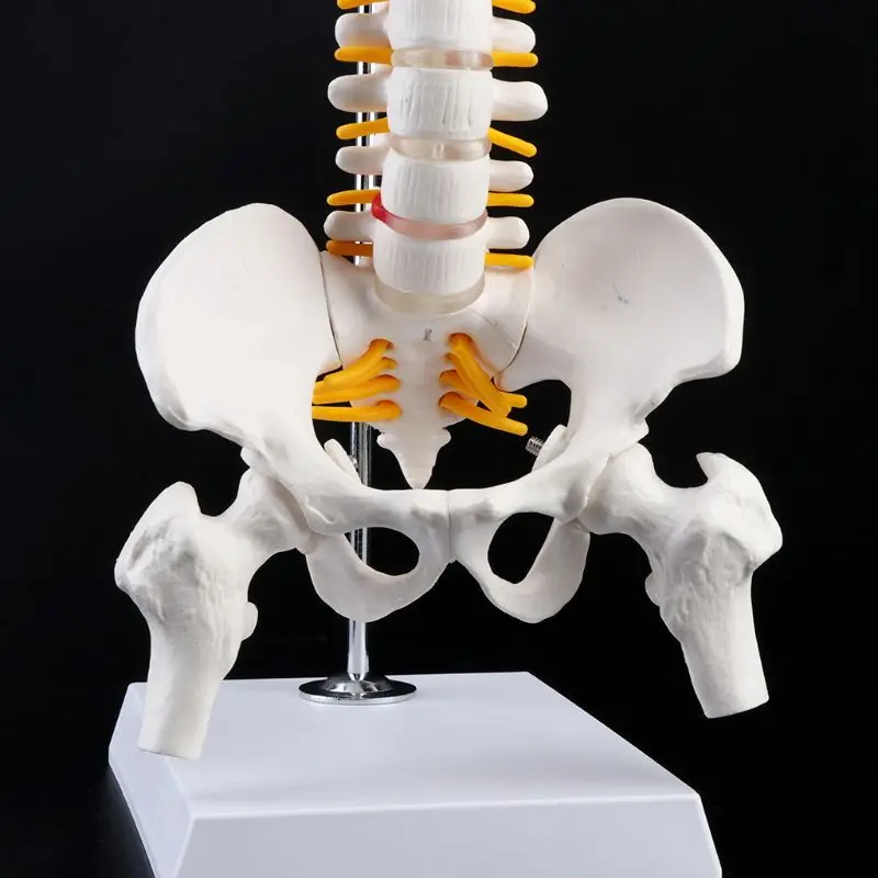 

2021 NEW 45cm Flexible Human Spinal Column Vertebral Lumbar Curve Anatomical Model Anatomy Spine Medical Teaching Tool