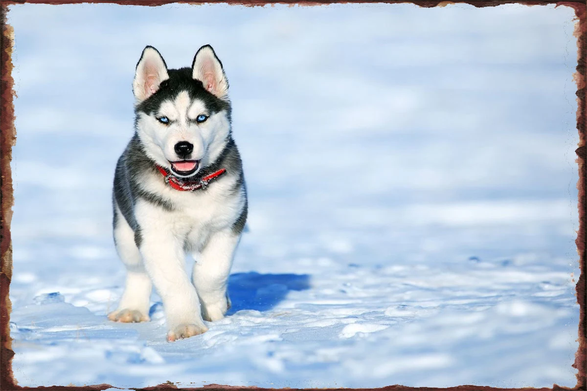 Yтент черная собака жестяная вывеска жестяные пластины украшение для комнаты
