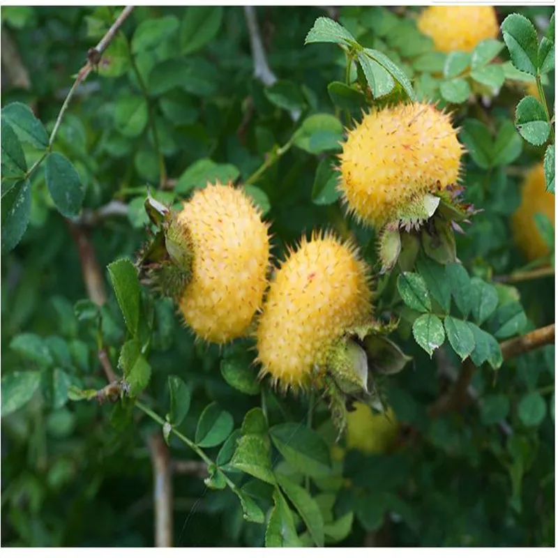 

100% natural high-quality prickly pear (the king of vitamin C), an efficient stomachic and digestive product