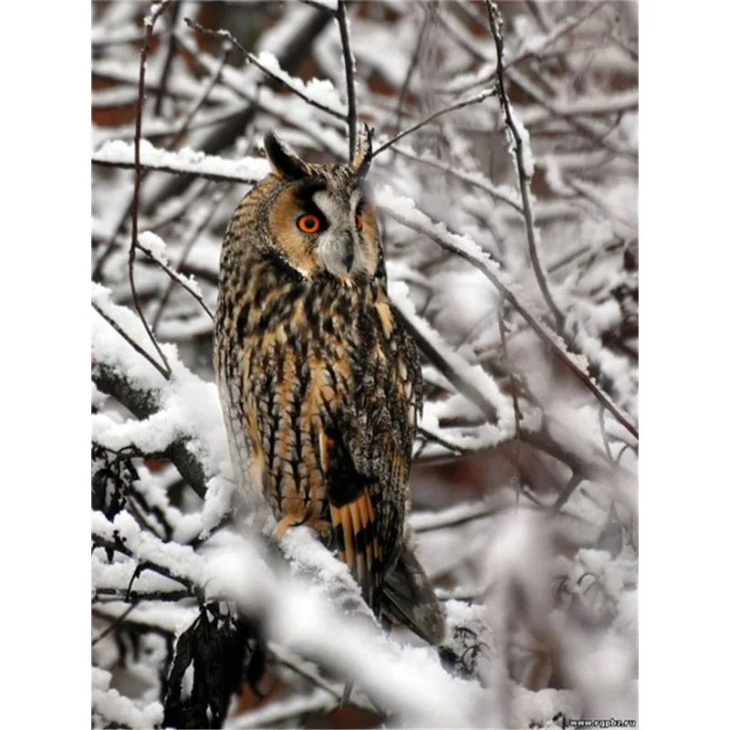 

5D Diamond Paintings Owl In Snow Full Square/Round Diamond Embroidery Animals Pictures of Rhinestones Home Decor
