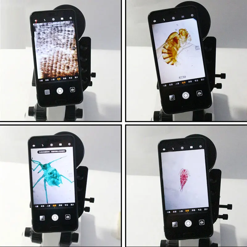 25 шт. подготовленные насекомые комары мухи пчела бабочка чеканка образец