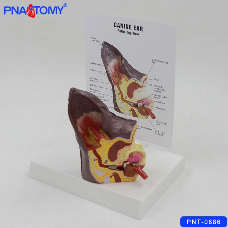 

Canine Ear Model Dog Ear Anatomy Model with Card and Base Animal Anatomical Model Medical Gift Life Size Hospital Used