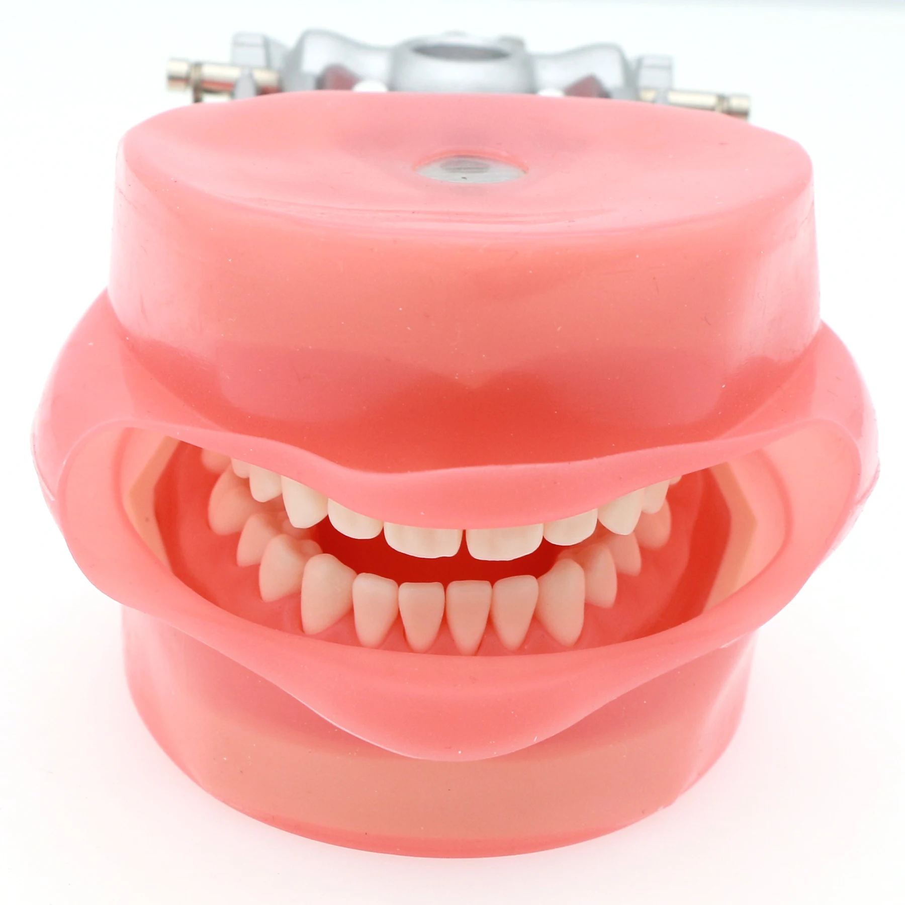 Dental Typodont Model 28 Removable Teeth and Simulation Cheek Compatible With Kilgore Nissin for Teaching Study