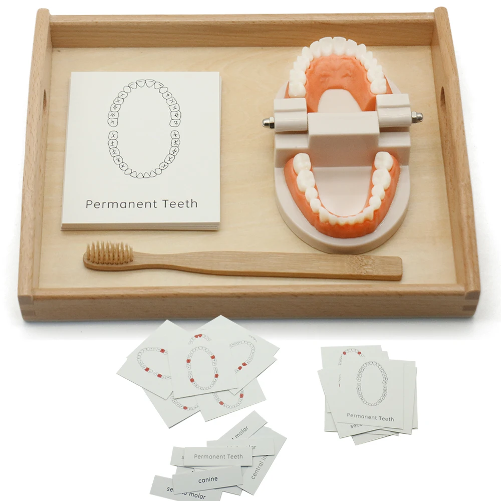 Montessori Teaching Aids Tooth Toy Simulated Teeth Brushing Card Practice Life Skill Brush with Woode Trsy D1586F | Игрушки и хобби