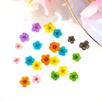 little star flower colorful natural dried flowers beauty floral stickers for nail art decorations uv gel manicure decals