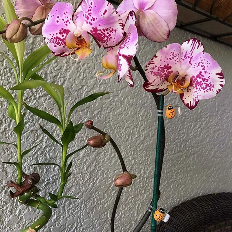 

30 Pcs Orchid Clips, Ladybug Plant Clips, Garden Support Clips & 10 Pcs Garden Plant Support,Mini Climbing Trellis