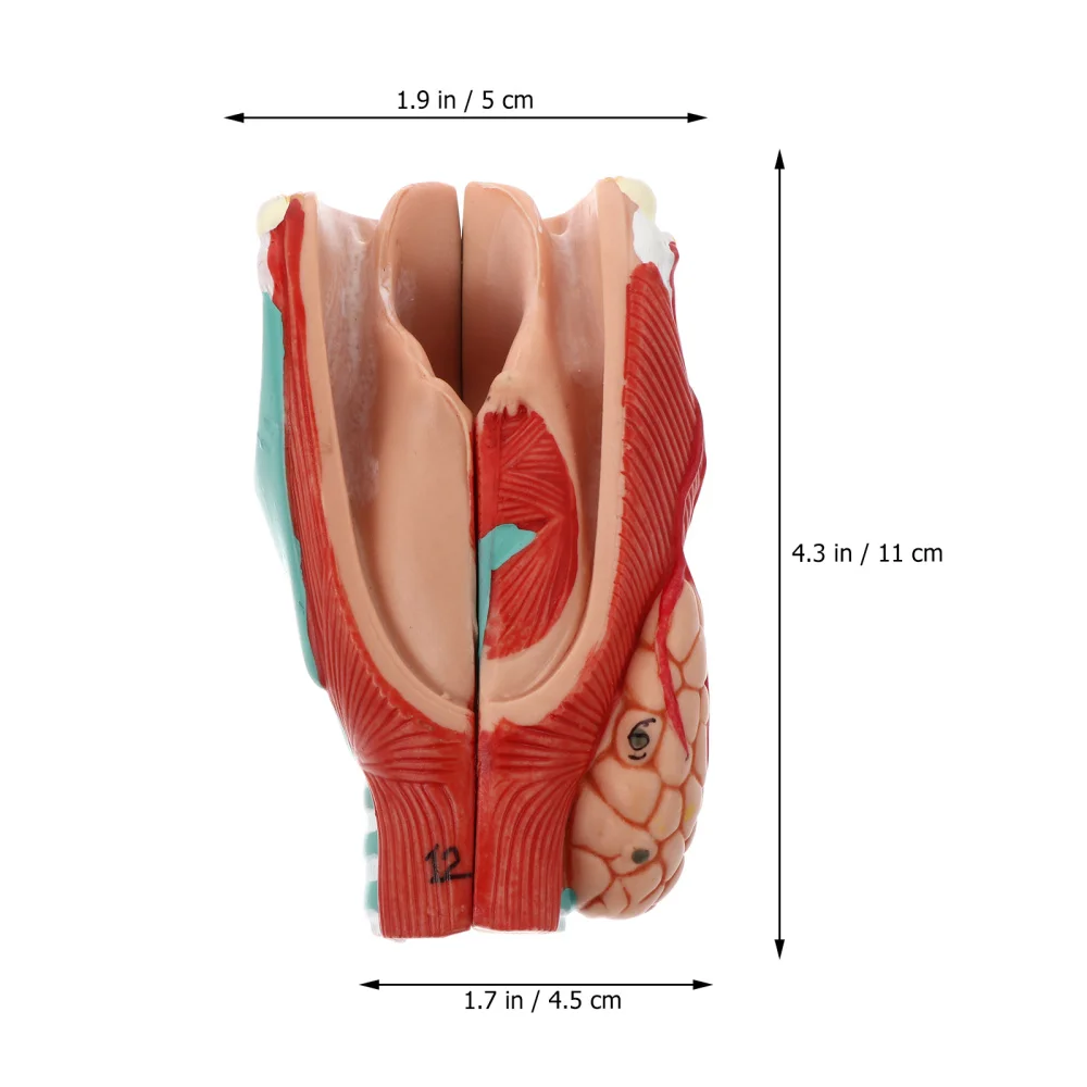 

Detachable Natural Human Laryngeal Anatomical Model Simulation Throat Model