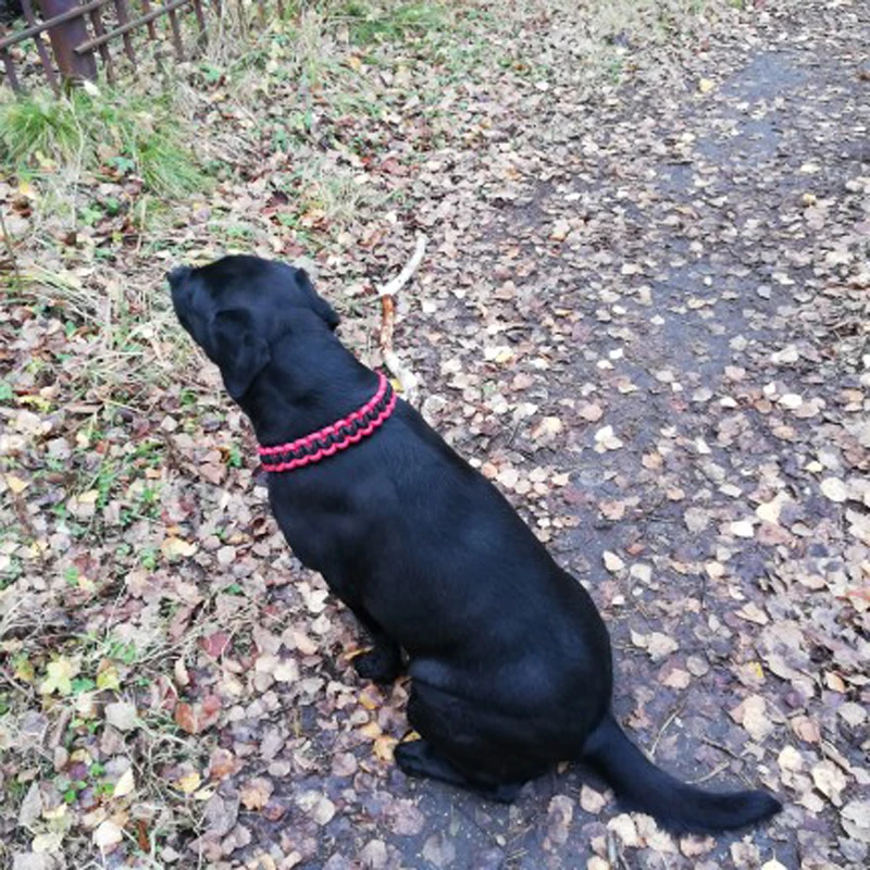 Широкий ошейник для собак регулируемый тренировочный с двойной планкой