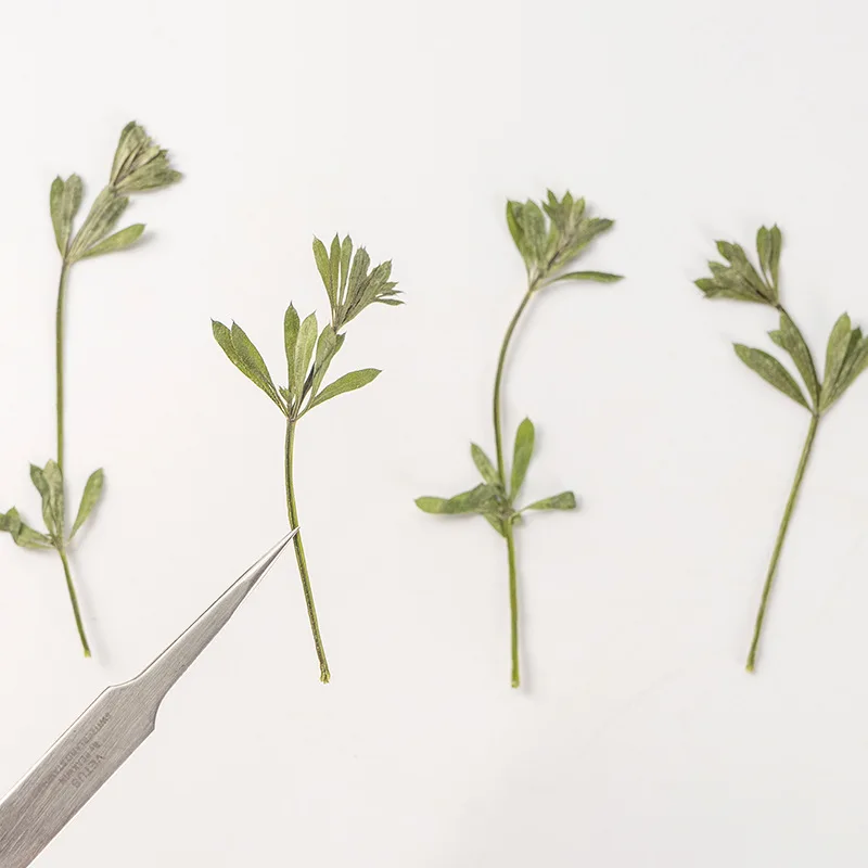 

60pcs Pressed Dried Flower Galium aparine L Herbarium For Epoxy Resin Jewelry Bookmark Phone Case Makeup Nail Art Craft DIY