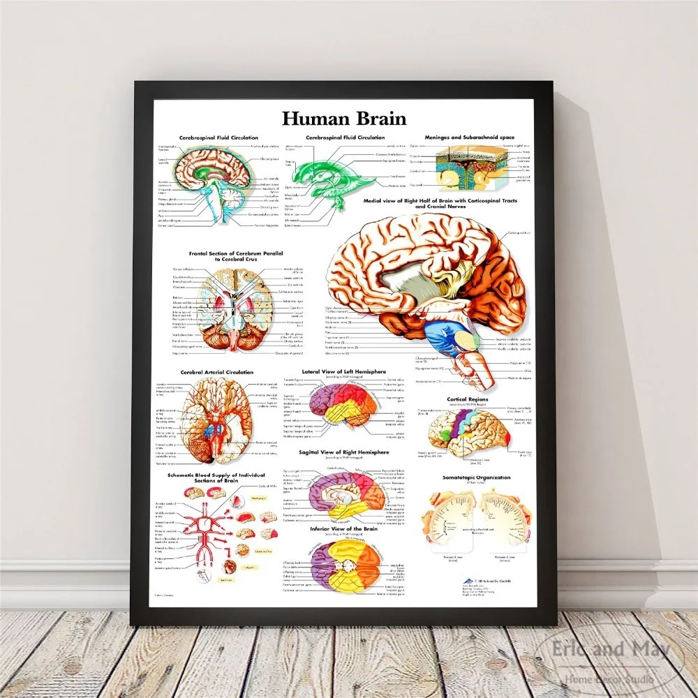 

Body Human Anatomy System Posters And Prints Canvas Art Painting Wall Pictures For Living Room Decoration Home Decor No Framed