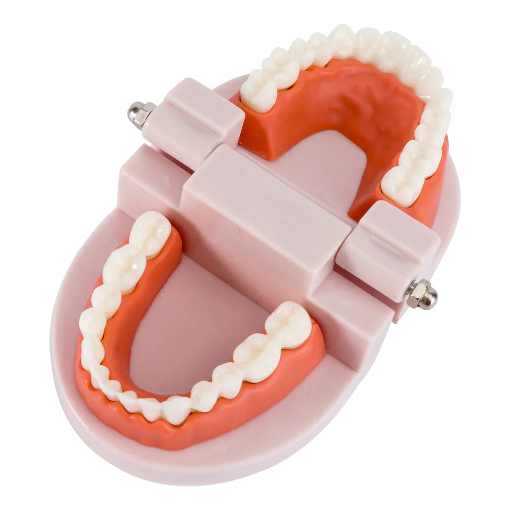

Teeth Model Standard Teaching Study Typodont Demonstration Tool