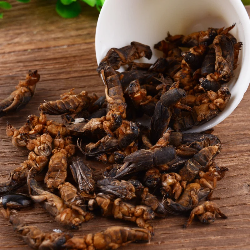 Высококлассный дикий сушеный крот крикет 100 г/250 г в упаковке|Корма питьё и