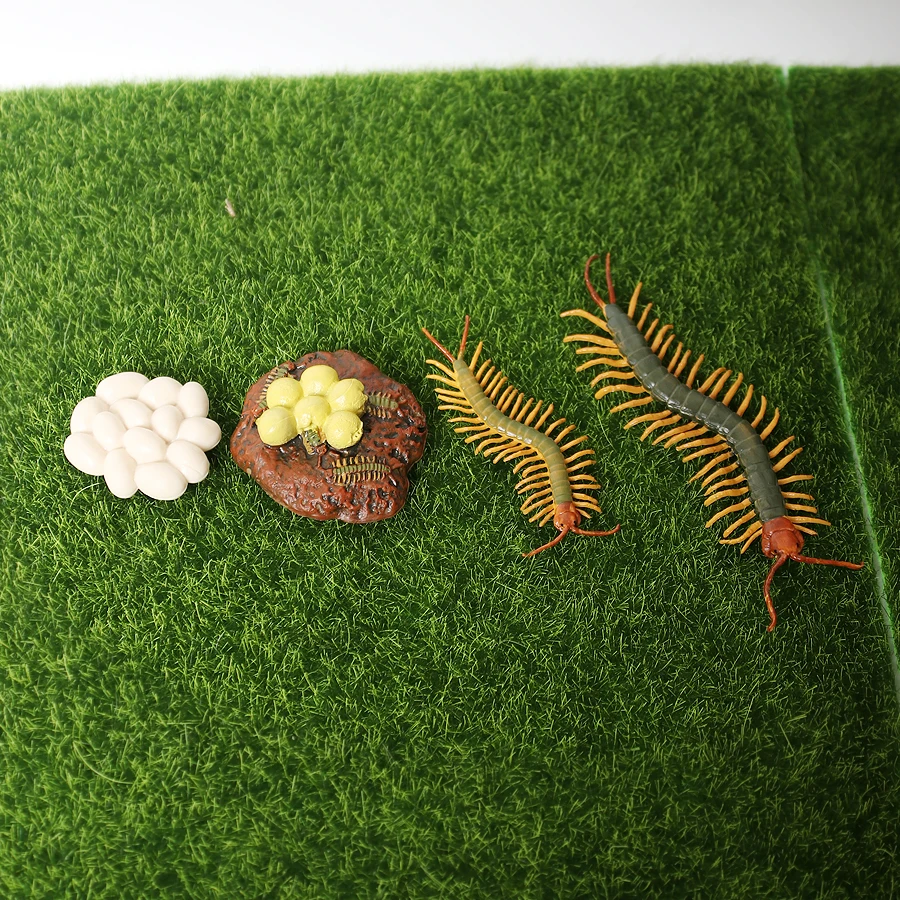 

Simulated Life Cycle of centipede Model Toys, Growth Cycle Centipede Figurines Action Figure Collection Science Educational Toys