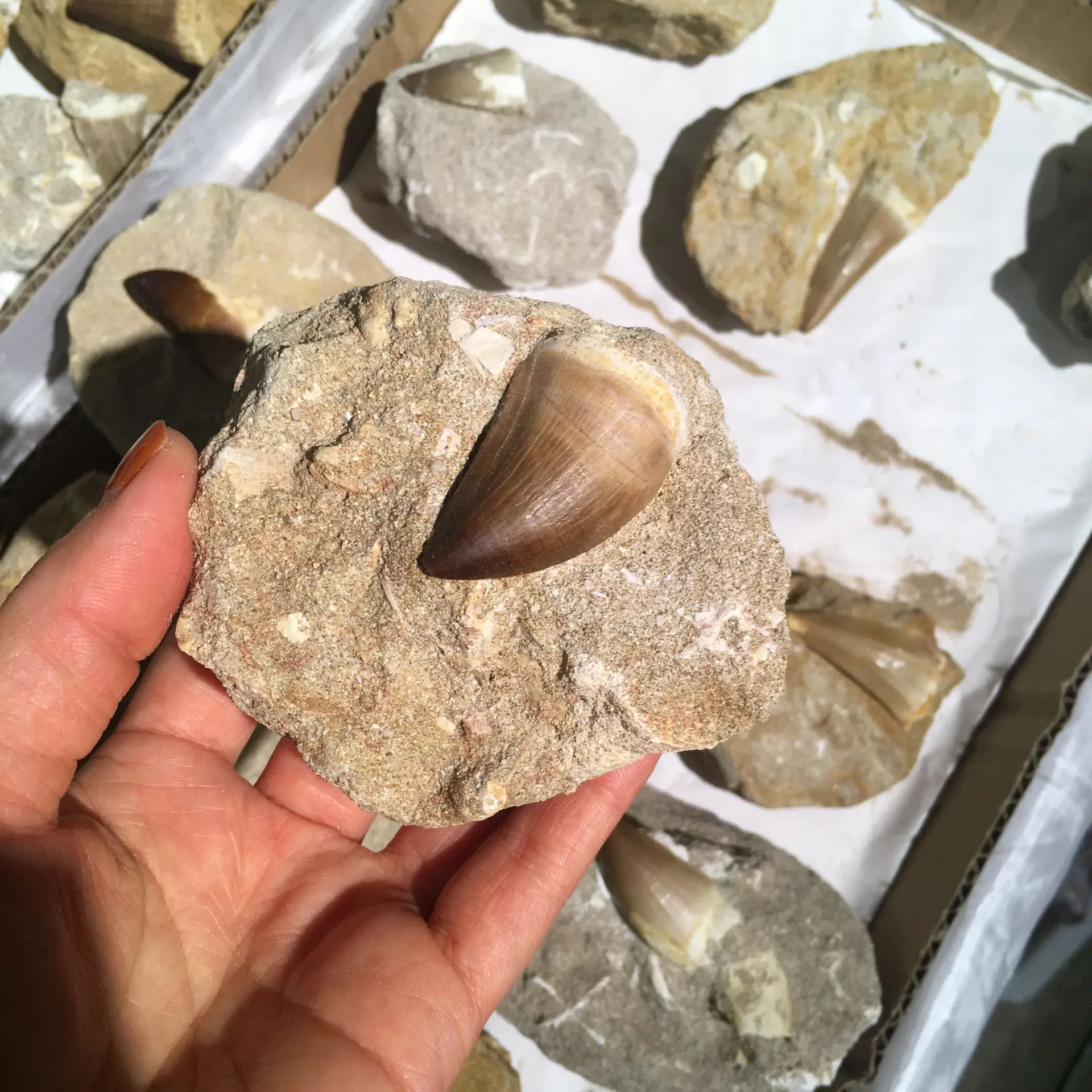 

1PC Stone fossil handicraft ornaments Feng shui decoration