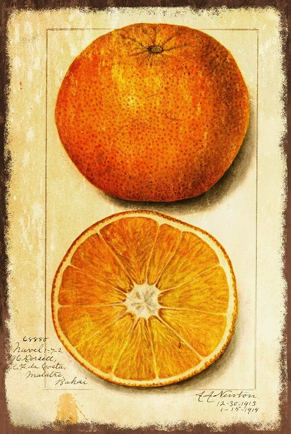 

Orange Vintage Illustration Wall Decor Metal Tin Sign 12x8 Inch