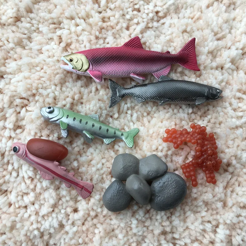 

Salmon Fish Simulation Action Figure Toys Animal Grown Life Cycle Figurine Animals Model Learn Teaching Tools for Chidlren