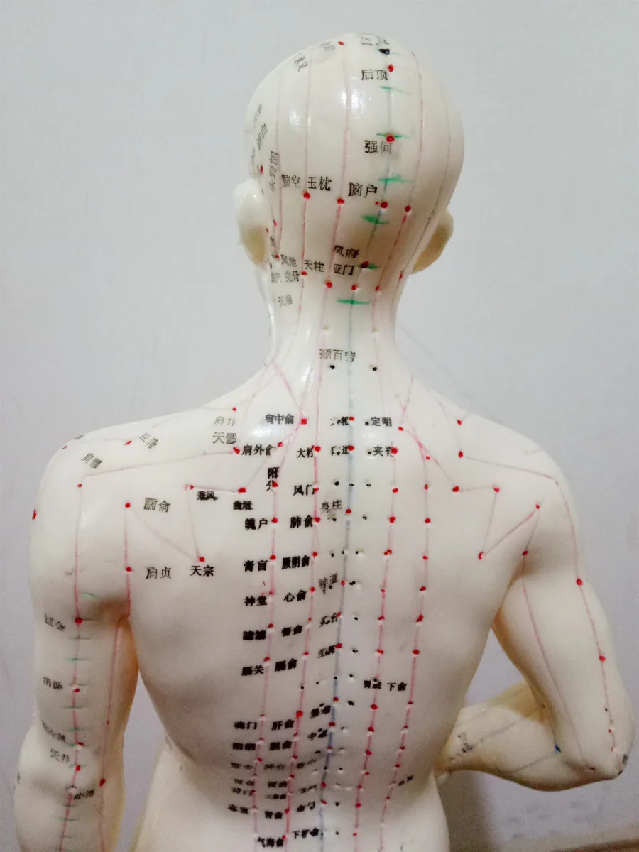 Шиньон 26 см (на китайском языке) тело иглоукалывание мужской лекарственных