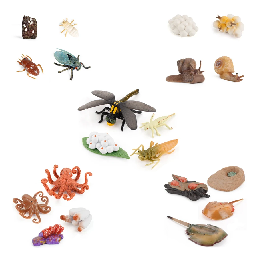 

Simulation Insect Animal Model Figures Growth Cycle Cicada Snails Octopus Horseshoe Crab Lift Educational Toy For Kids Classroom