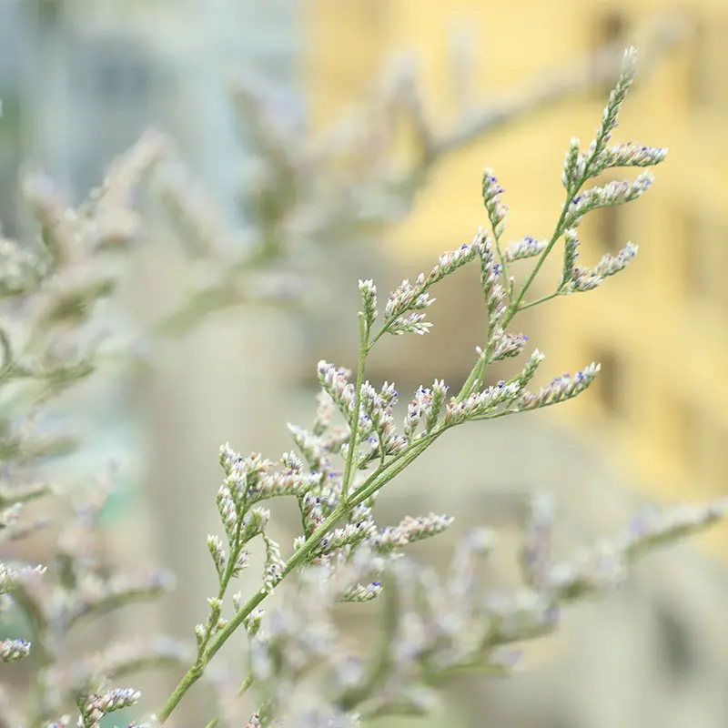 

Naturelle Dried Flowers Lover Grass Bouquet Home Decoration Living Room Bedroom Party Fleurs Sechees DIY Creative Arrangement