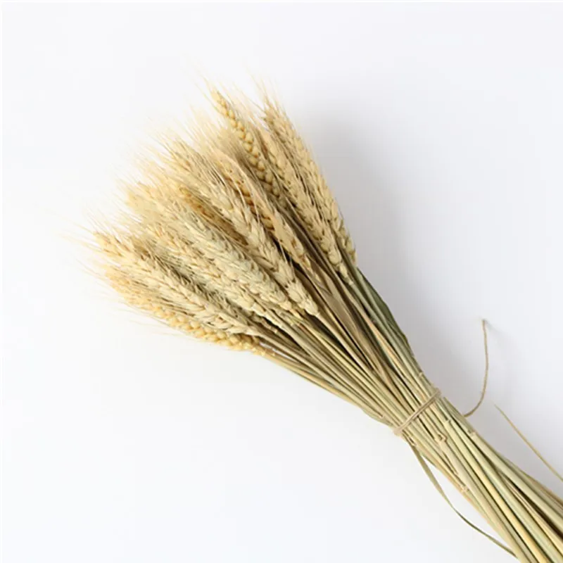 

50Pcs/Lot About 55cm Real Wheat Ear Natural Dried Flowers Bouquet For Wedding Party Decoration DIY Craft Scrapbook Home Decor