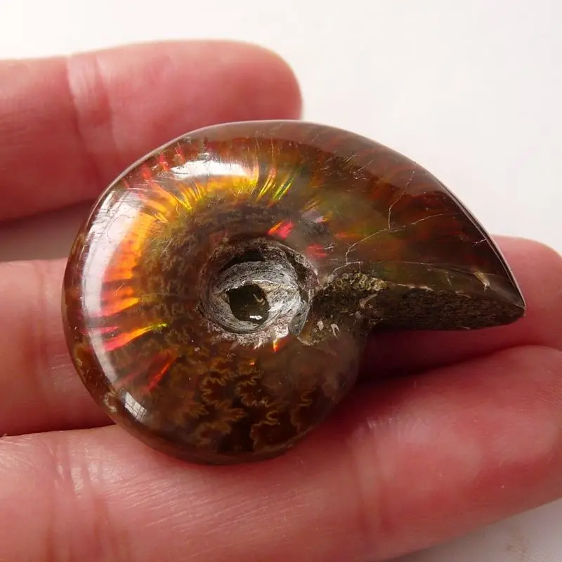 

Rare Colorful Snail Fossil Natural Colorful Ammonite Ancient Marine Life Fossil Stone Cephalopoda Specimen Collection Ornaments