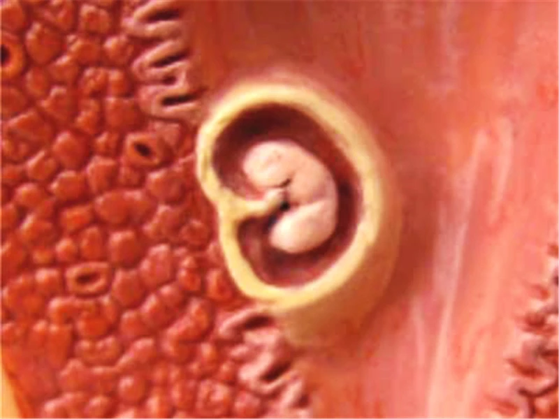 Женская репродуктивная система 4d мастер головоломка сборная игрушка