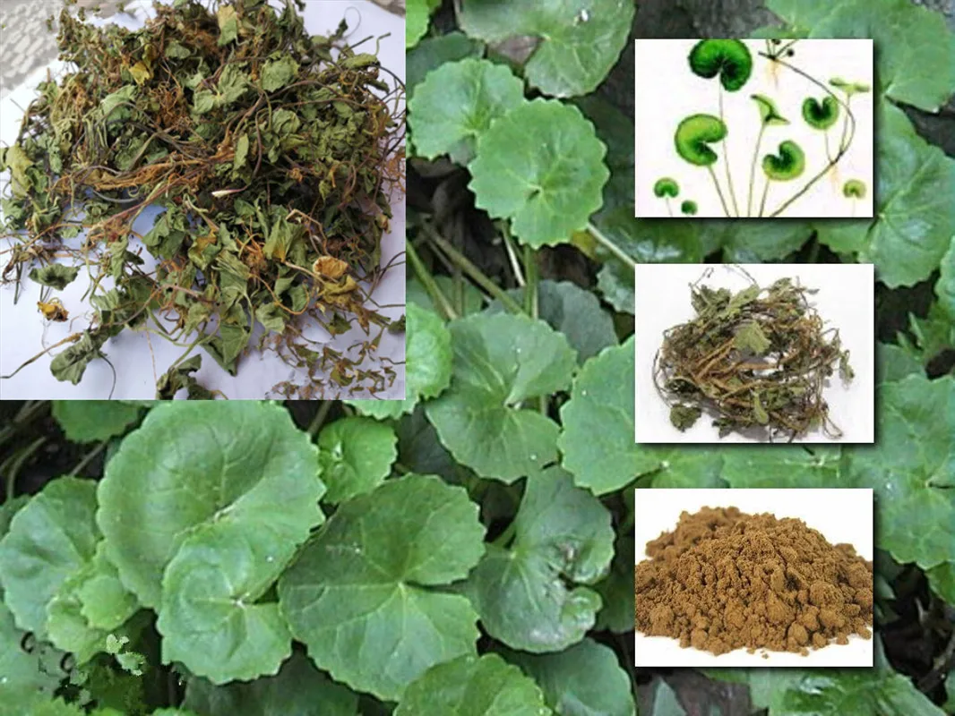 Органические сушеные листья центеллы азиатской/готуколы | Дом и сад