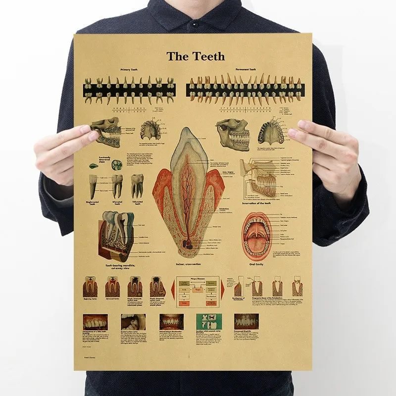 Плакат из крафт-бумаги с изображением анатомии человека 50 5 х35 см | Дом и сад