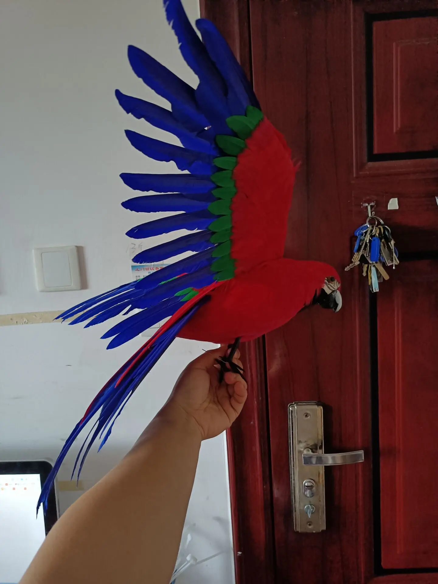 real life wings parrot model foam&feather red&blue parrot bird gift about 42x60cm d0078